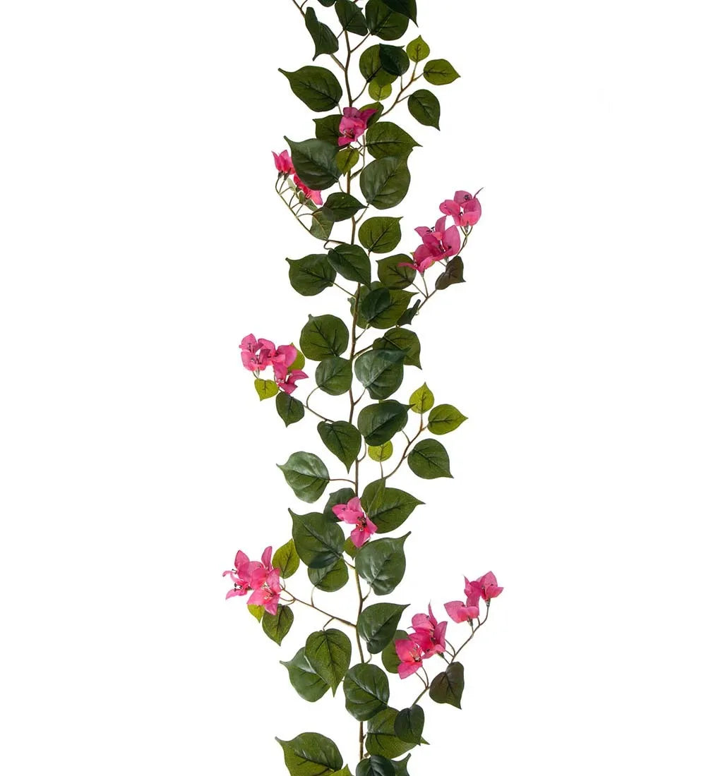 Girlang, Rosa