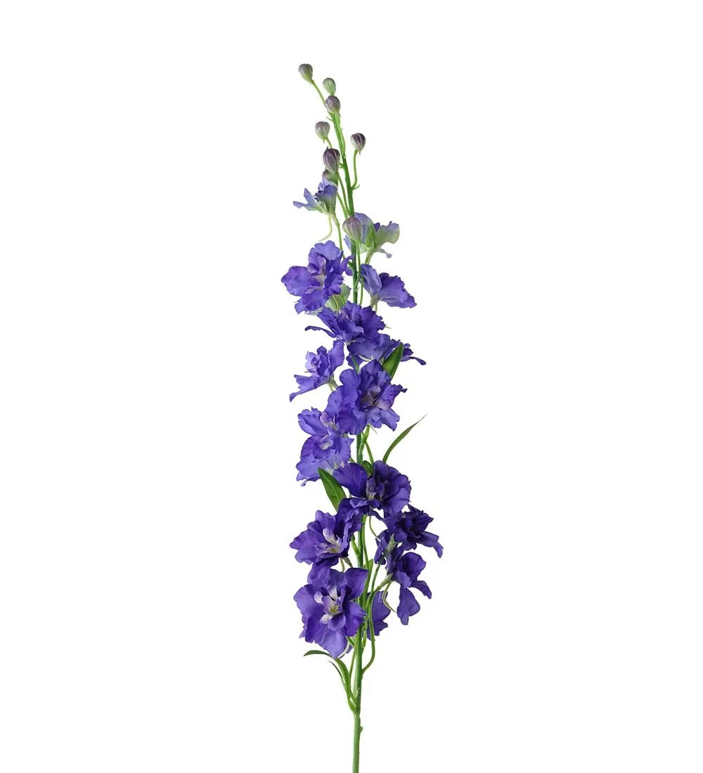 Delphinium 90cm, Blå