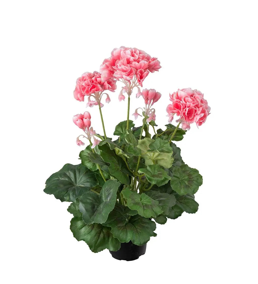 Pelargon 40cm, Rosa