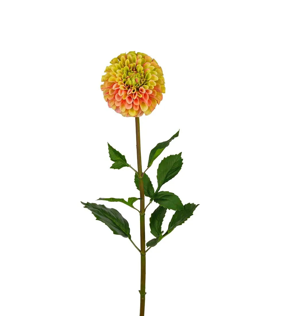 Dahlia, Gul