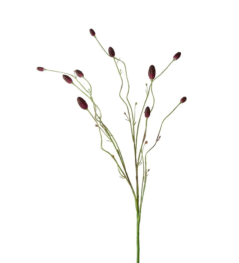 Pimpinell 80cm, Burgundy