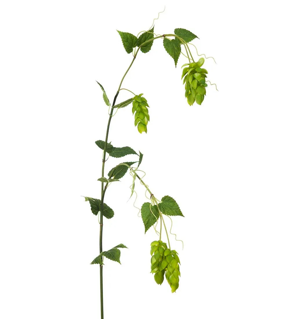 Humle 115cm
