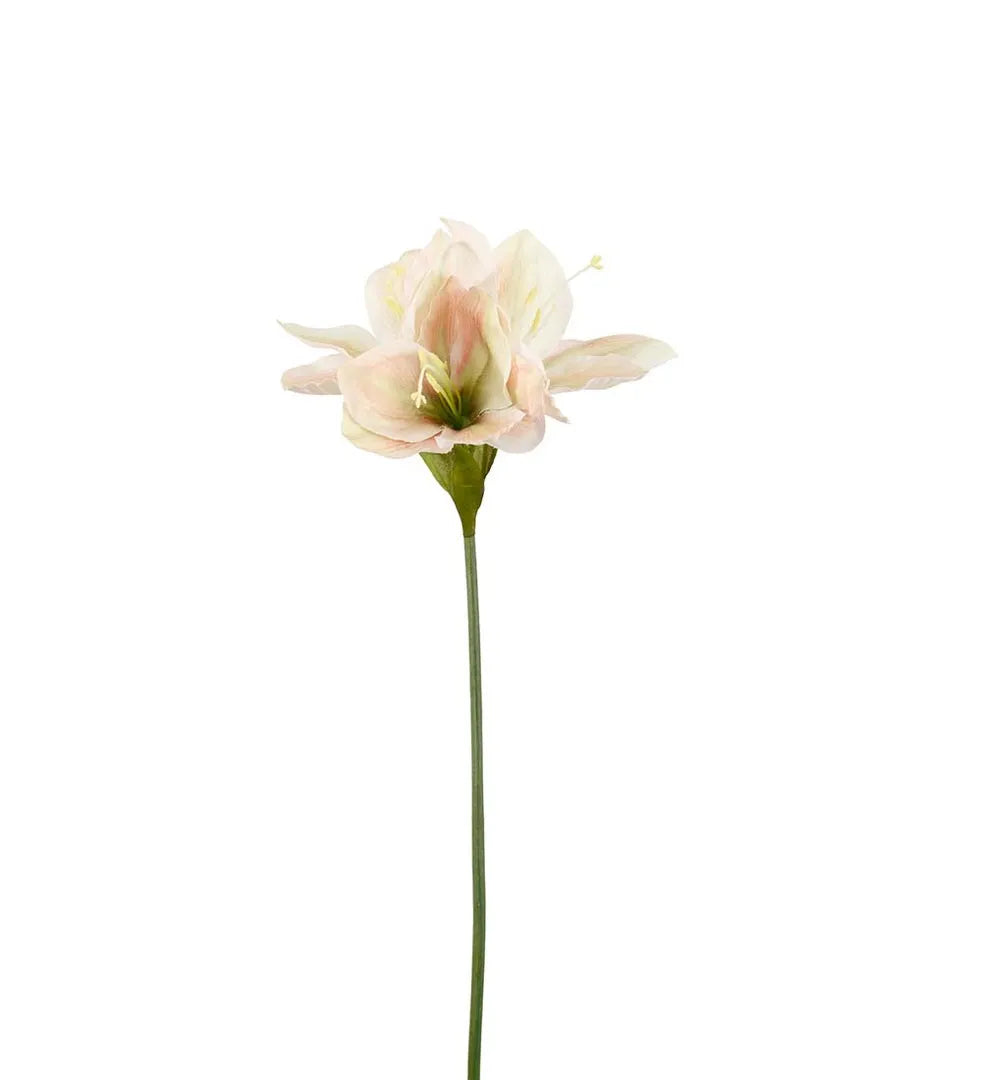 Amaryllis