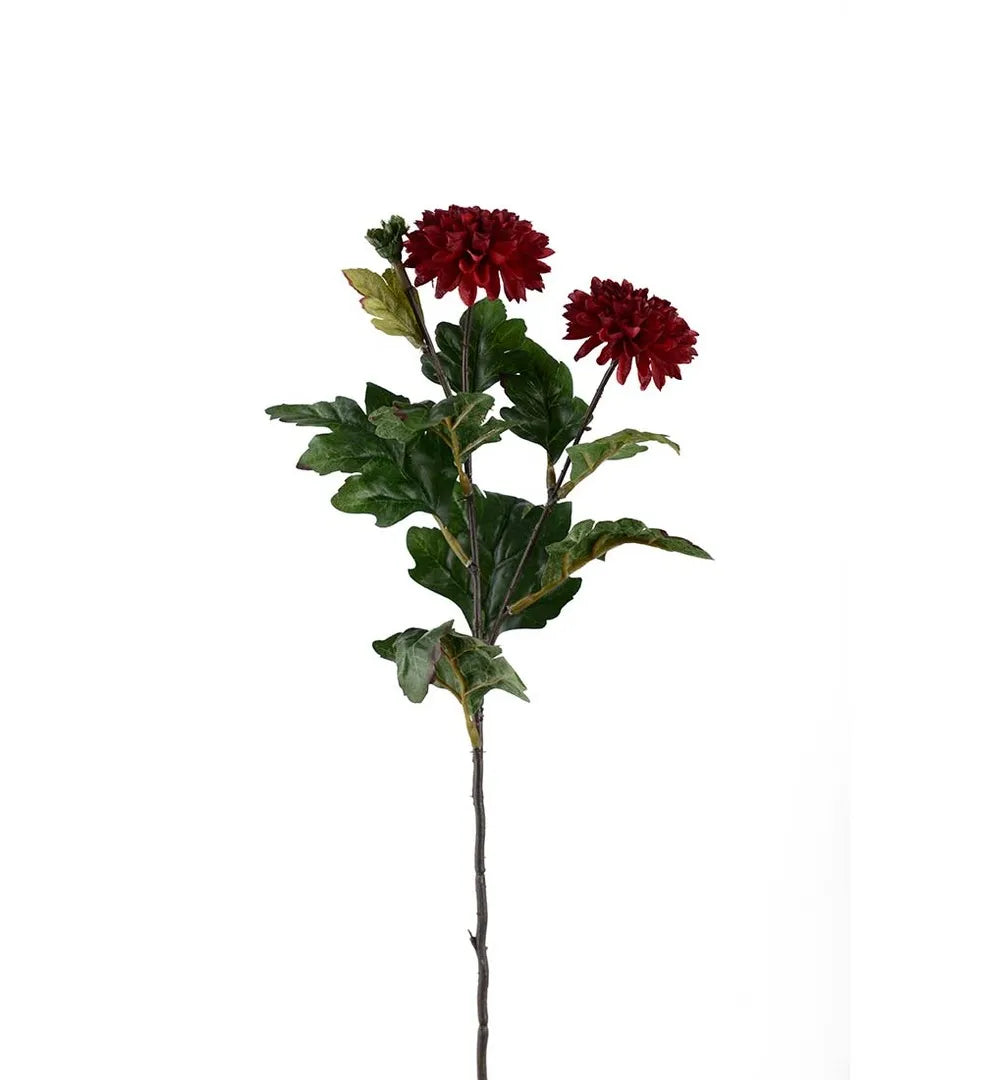 Chrysanthemum