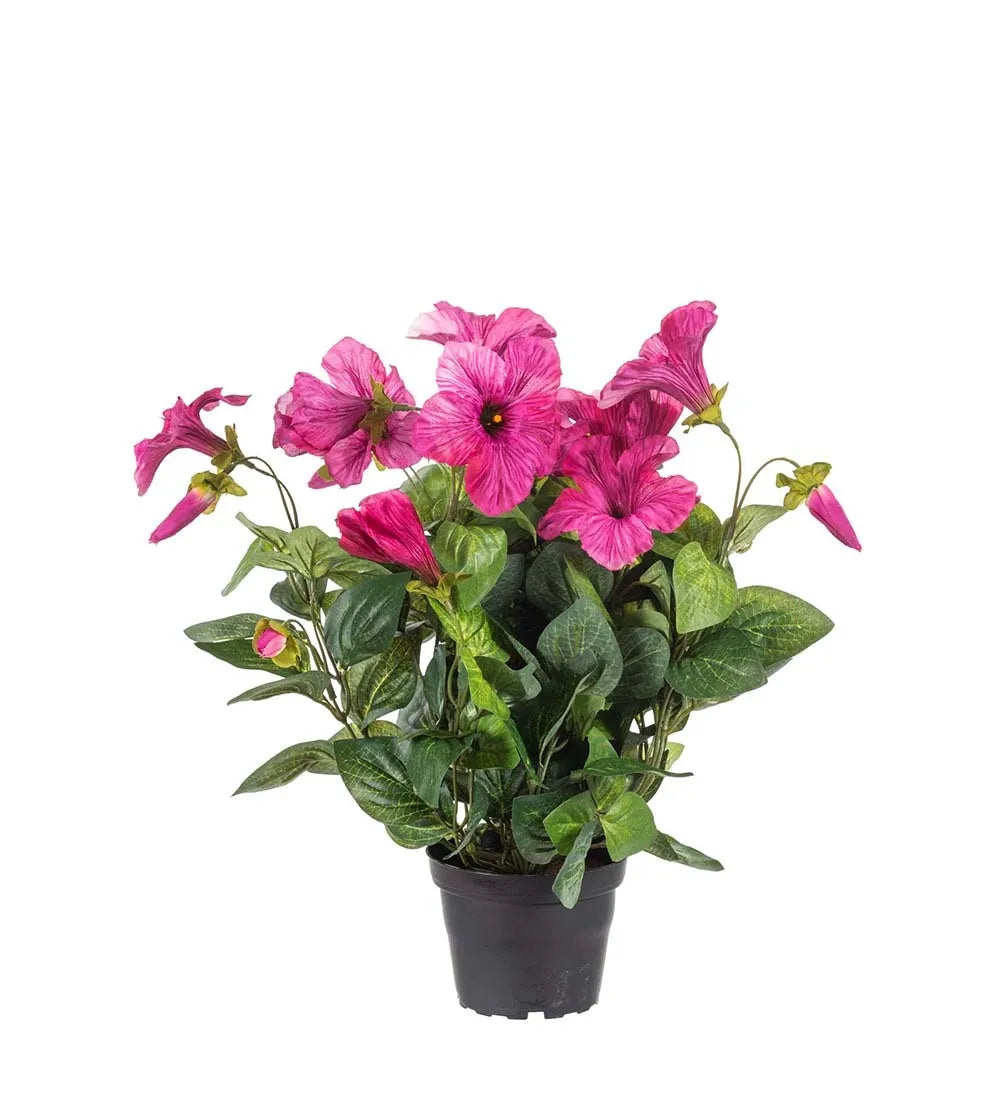 Petunia 30cm, Rosa