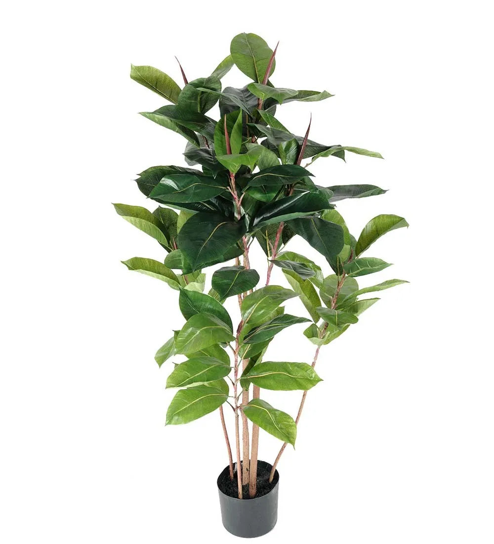 Fikus Robusta 120cm