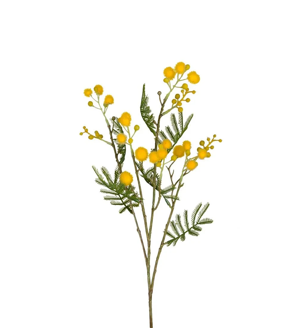 Mimosa