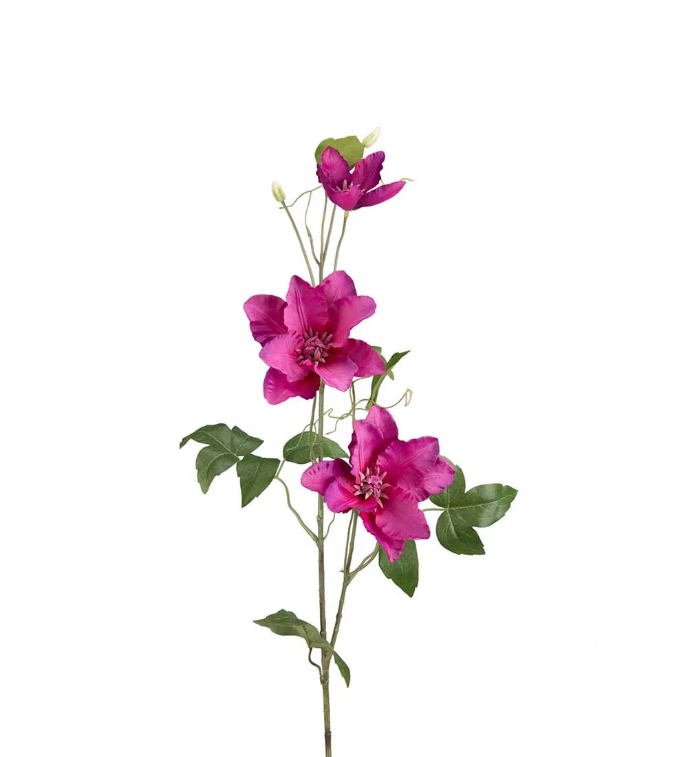 Clematis 85cm, Lila