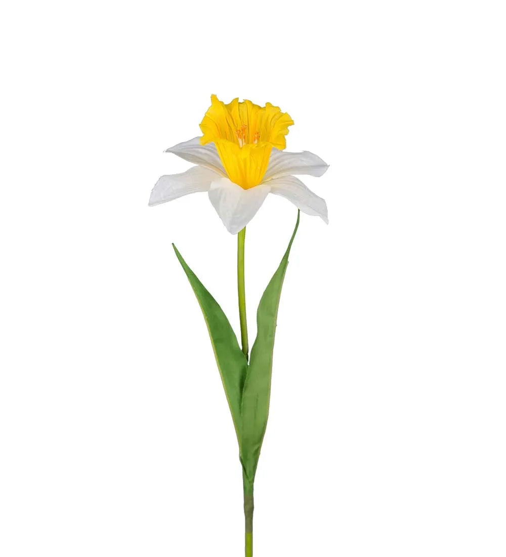 Pingstlilja 60cm, Vit