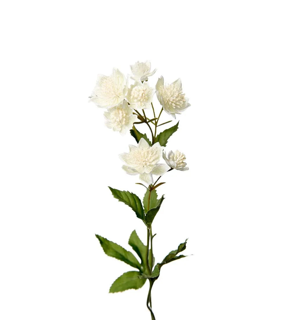 Astrantia 50cm, Vit